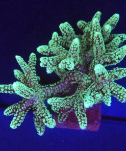 Seriatopora Caliendrum Mini Colônia