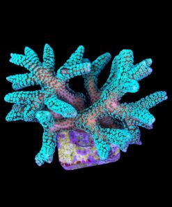 Alternative view of Seriatopora Caliendrum Mini Colônia