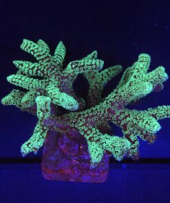 Seriatopora Caliendrum Mini Colônia