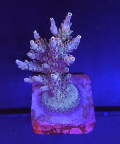 Shortcake Purple Yellow Tips M