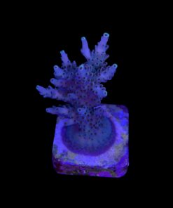 Alternative view of Shortcake Purple Yellow Tips M