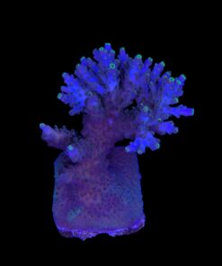 Alternative view of Shortcake Purple Yellow Tips G