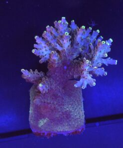 Shortcake Purple Yellow Tips G