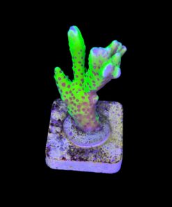 Alternative view of Slime Ball Anacropora M