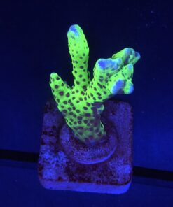 Slime Ball Anacropora M