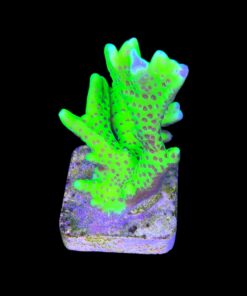 Alternative view of Slime Ball Anacropora M