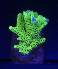 Slime Ball Anacropora M