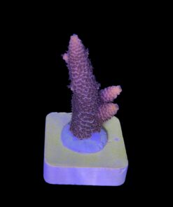 Spathulata Purple Tips M