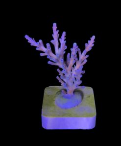 Alternative view of Speciosa M