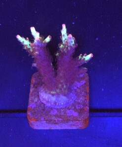 Strawberry Shortcake Aussie M