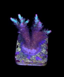 Alternative view of Strawberry Shortcake Aussie M