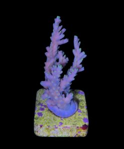 Alternative view of Strawberry Shortcake Bali G