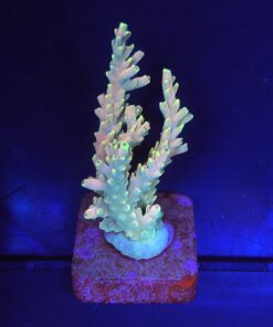 Strawberry Shortcake Bali G