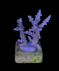 Alternative view of Strawberry Shortcake Bali M