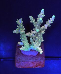 Strawberry Shortcake Bali M