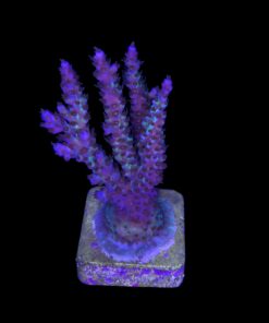 Subulata Purple Mini Colônia