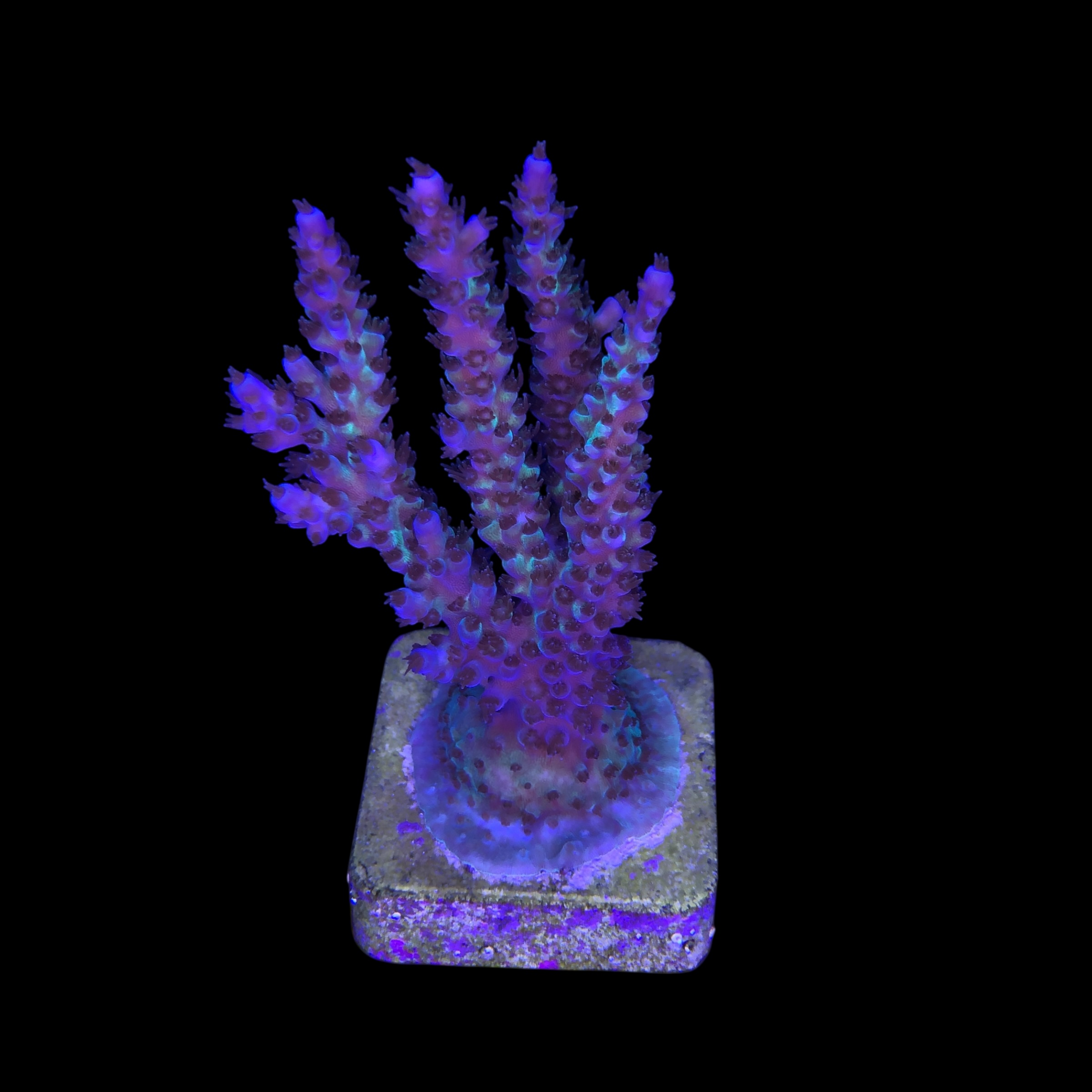 Subulata Purple Mini Colônia