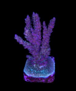 Subulata Purple Mini Colônia