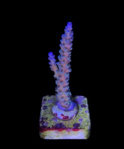 Alternative view of OR Tenuis Blue Ice M