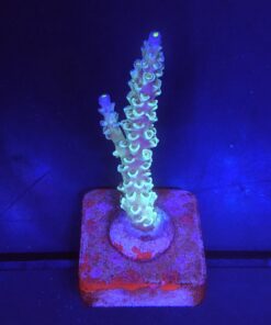 OR Tenuis Blue Ice M