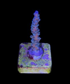 Alternative view of OR Tenuis Blue Ice M