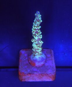 OR Tenuis Blue Ice M