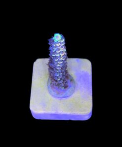 Alternative view of Tenuis Fruits Loops M NOVIDADE