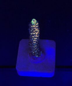 Tenuis Fruits Loops M NOVIDADE