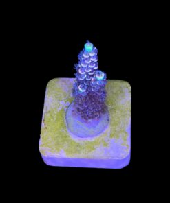 Alternative view of Tenuis Fruits Loops M NOVIDADE