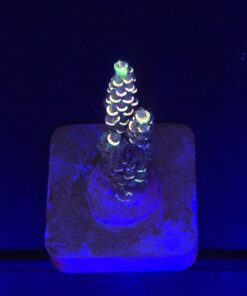 Tenuis Fruits Loops M NOVIDADE