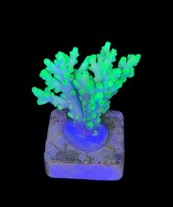 Alternative view of Toxic Green M