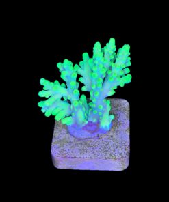 Alternative view of Toxic Green M