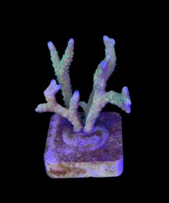 Alternative view of Tropicana Anacropora M