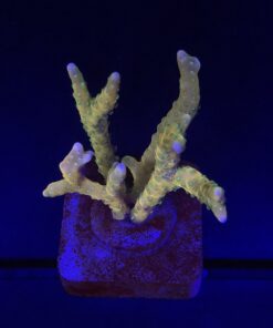 Tropicana Anacropora M