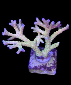 Alternative view of Tropicana Anacropora Mini Colônia