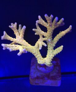 Tropicana Anacropora Mini Colônia