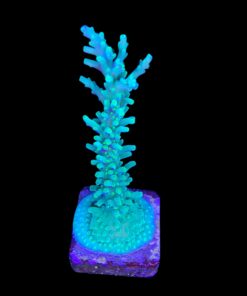 Alternative view of Turak Green G