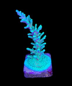 Alternative view of Turak Green G