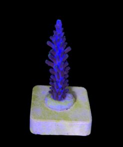 Alternative view of Ultimate Blue M