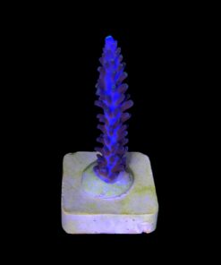 Alternative view of Ultimate Blue M