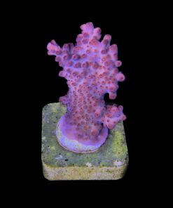 Alternative view of Watermelon Divaricata M (NOVIDADE)