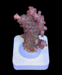 Alternative view of Watermelon Divaricata M (NOVIDADE)