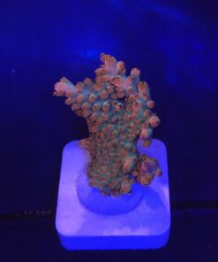 Watermelon Divaricata M (NOVIDADE)