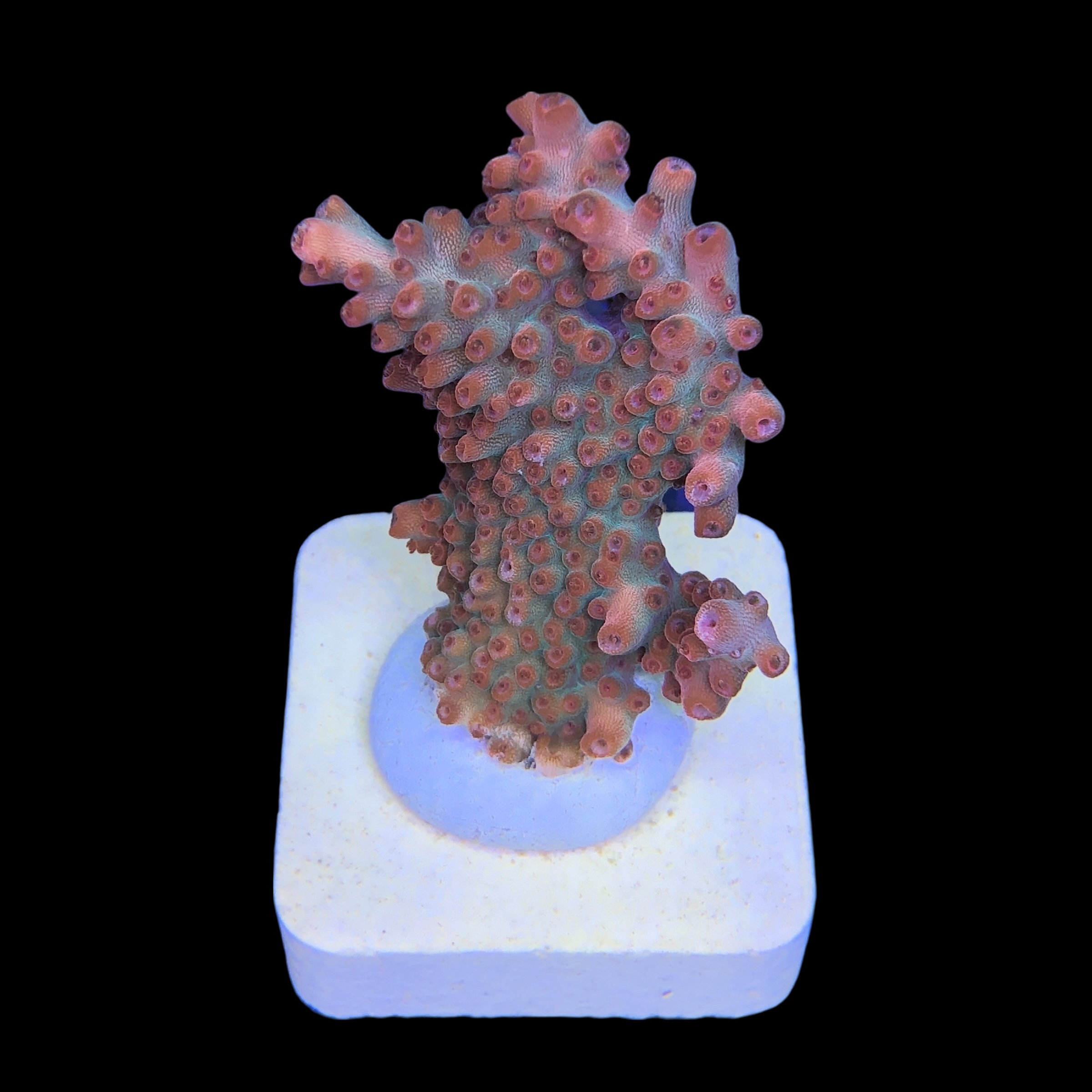 Watermelon Divaricata M (NOVIDADE) - Imagem 2