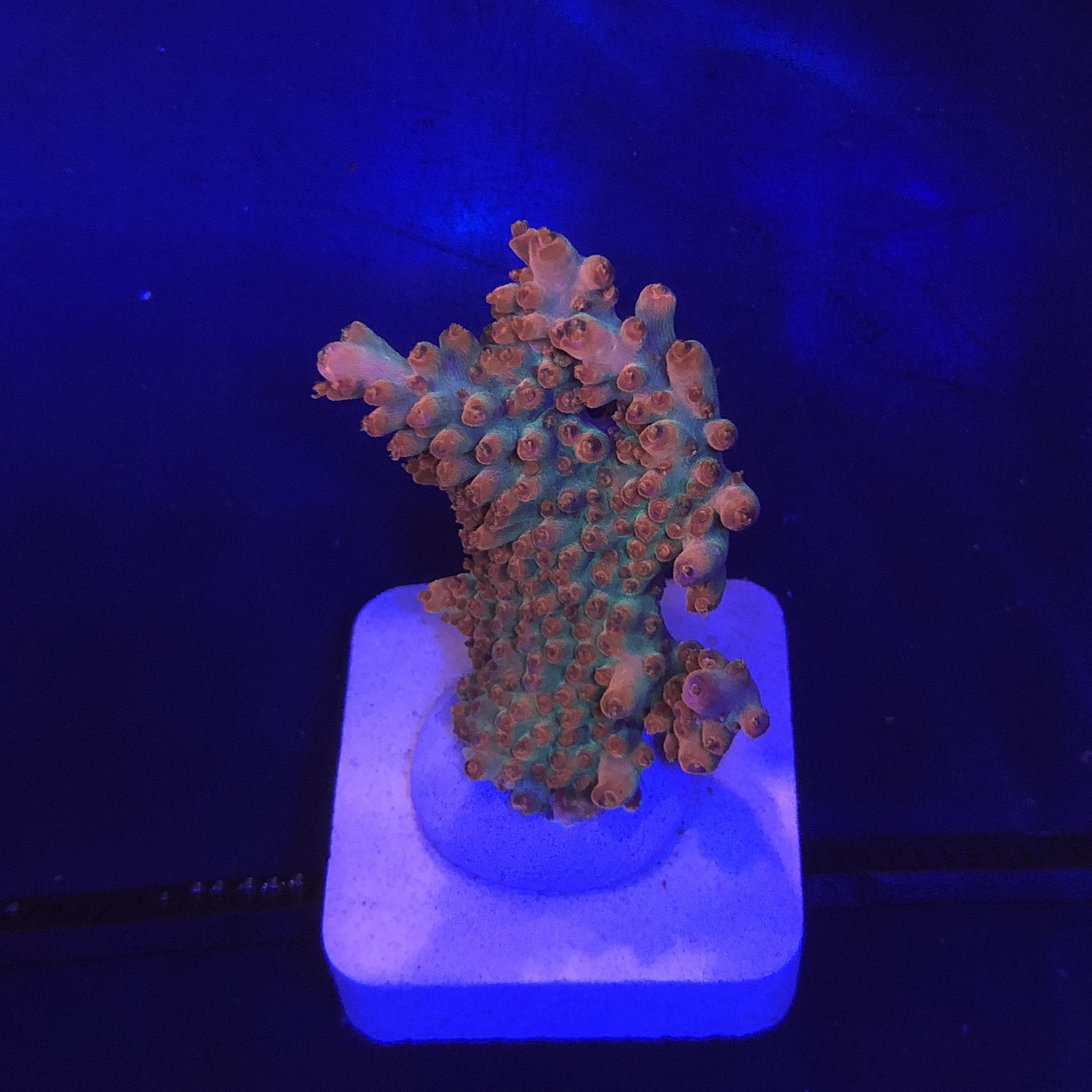 Watermelon Divaricata M (NOVIDADE)