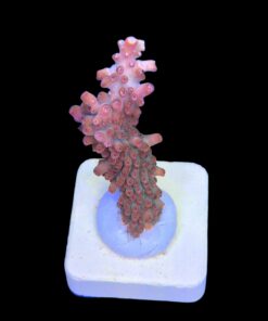 Alternative view of Watermelon Divaricata M (NOVIDADE)