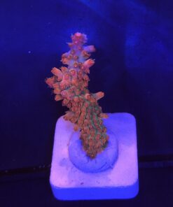 Watermelon Divaricata M (NOVIDADE)