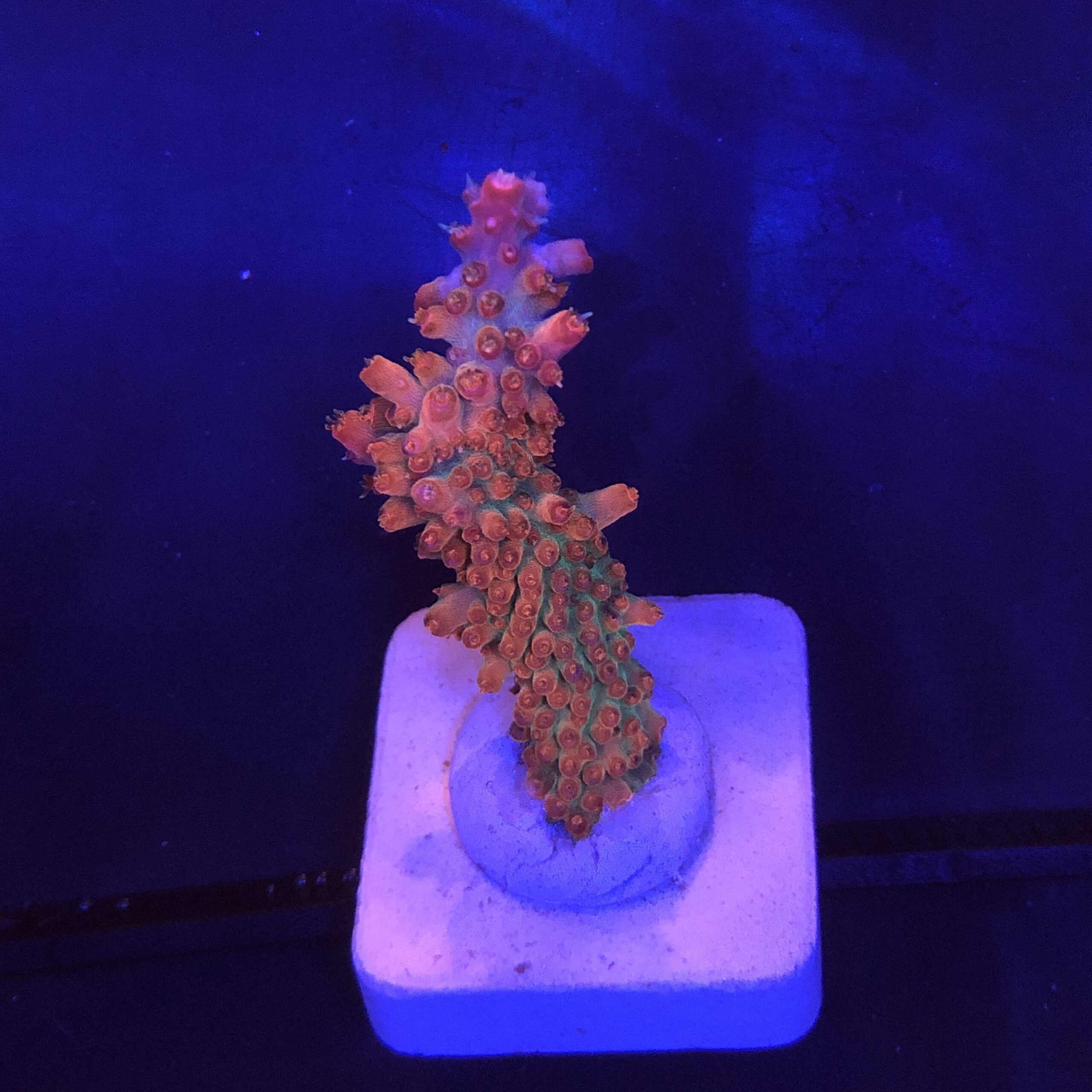 Watermelon Divaricata M (NOVIDADE)