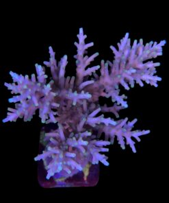 Yellow Tips Dragon Colônia