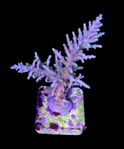 Yellow Tips Dragon G